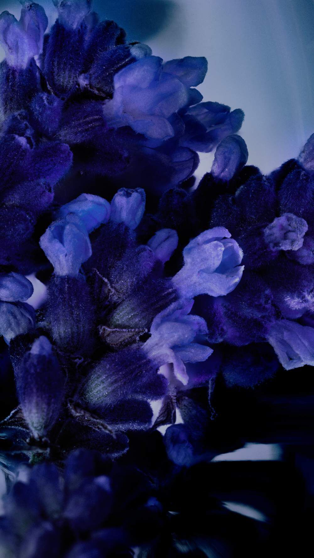 Close-up of deep purple flowers with delicate petals, set against a soft, blurred background.