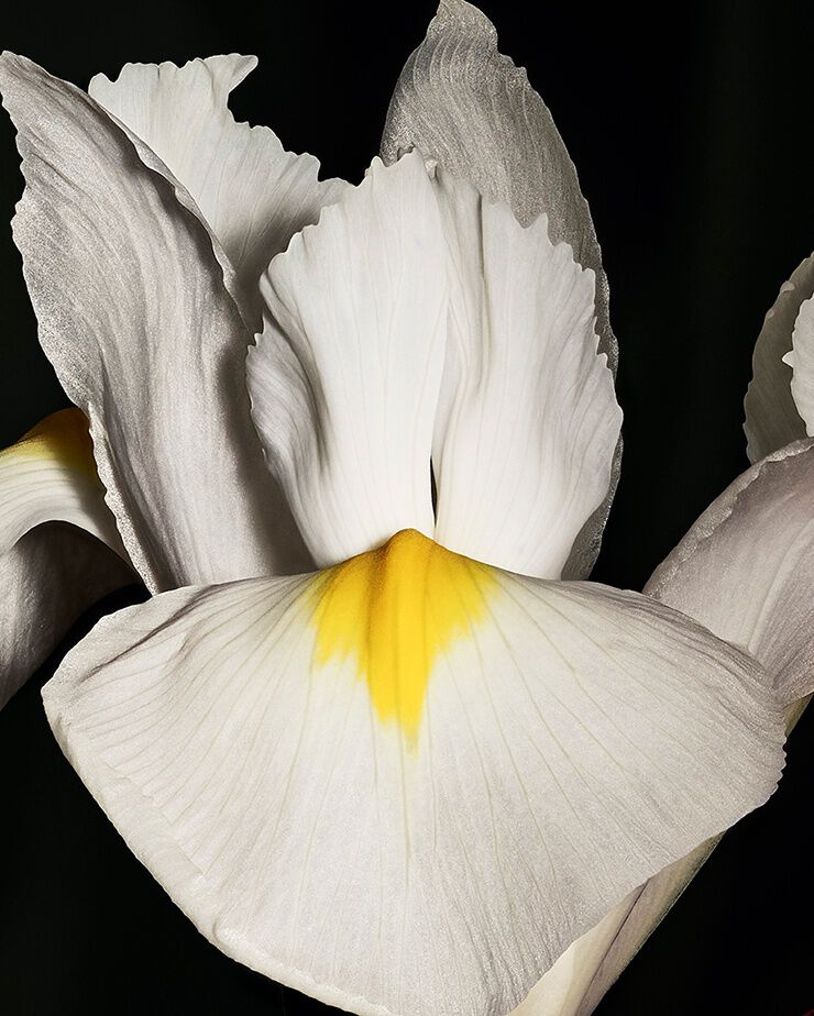Edle Iris-pallida-Blüte, die
die prägnante Kühle und pudrige
Eleganz von CŒUR Eau de Parfum von
YSL repräsentiert.