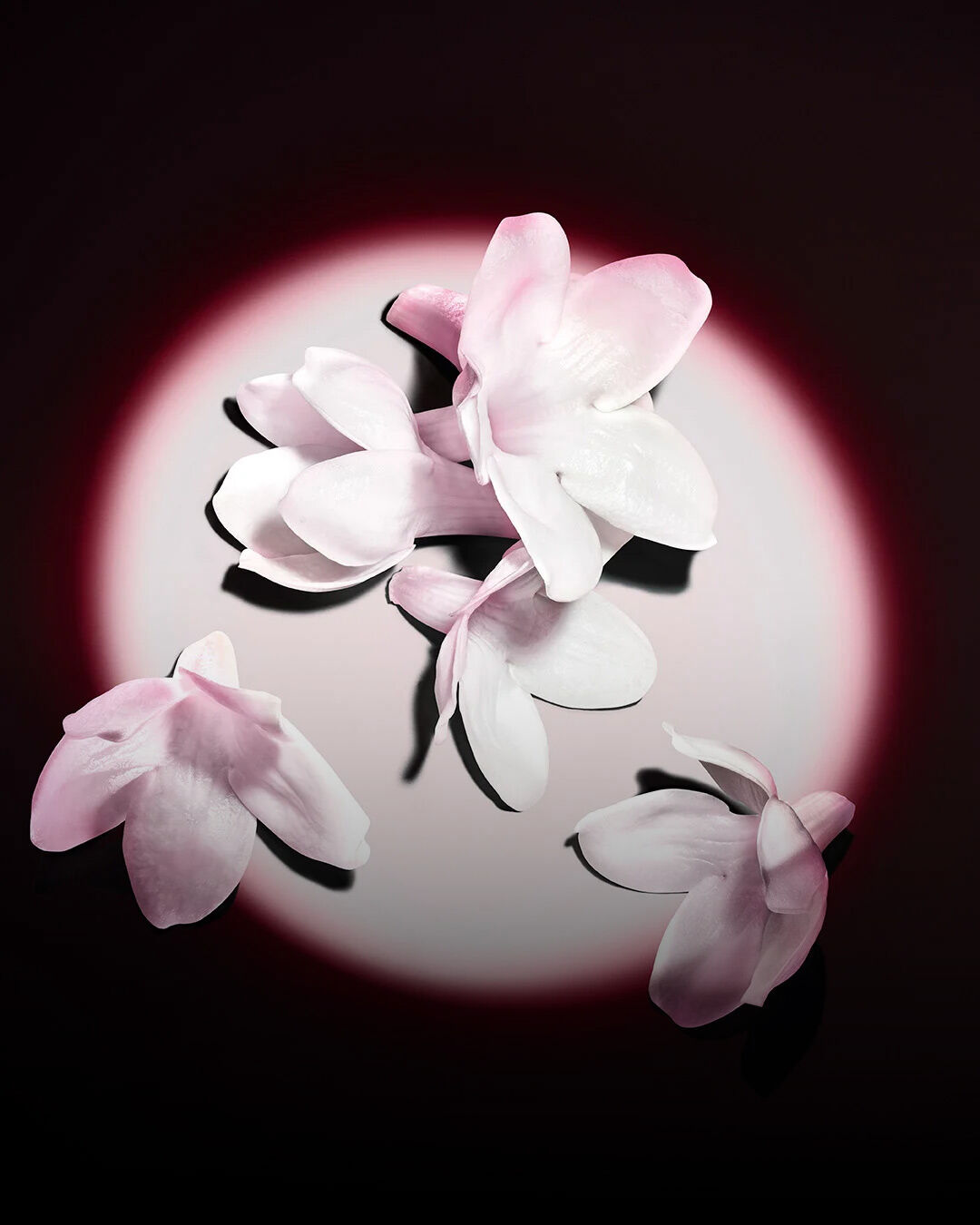 Weiße Jasminblüten, hervorgehoben vor dunklem Hintergrund, präsentieren die rohen Inhaltsstoffe des Duftes.
