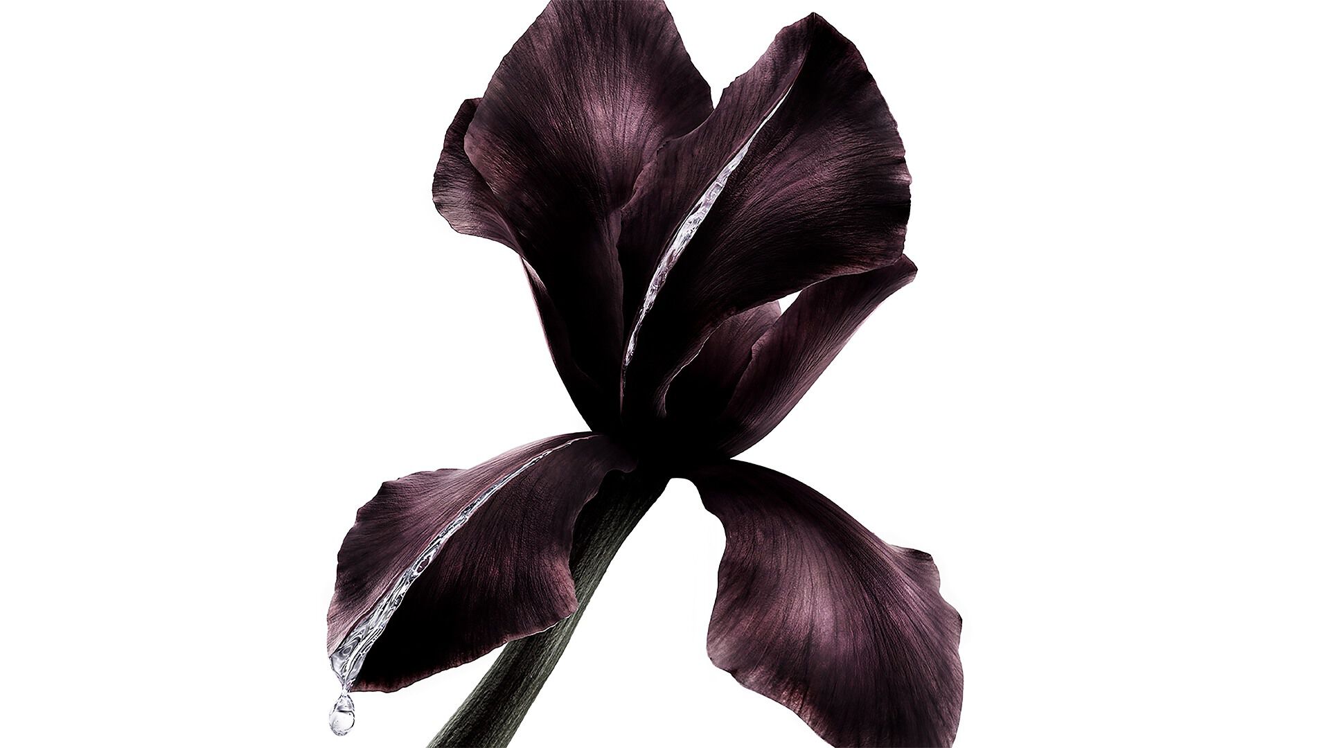 Dunkelviolette Schwertlilienblüte, Hauptbestandteil der YSL Beauté Pure Shots, mit einem glitzernden Tropfen Flüssigkeit.