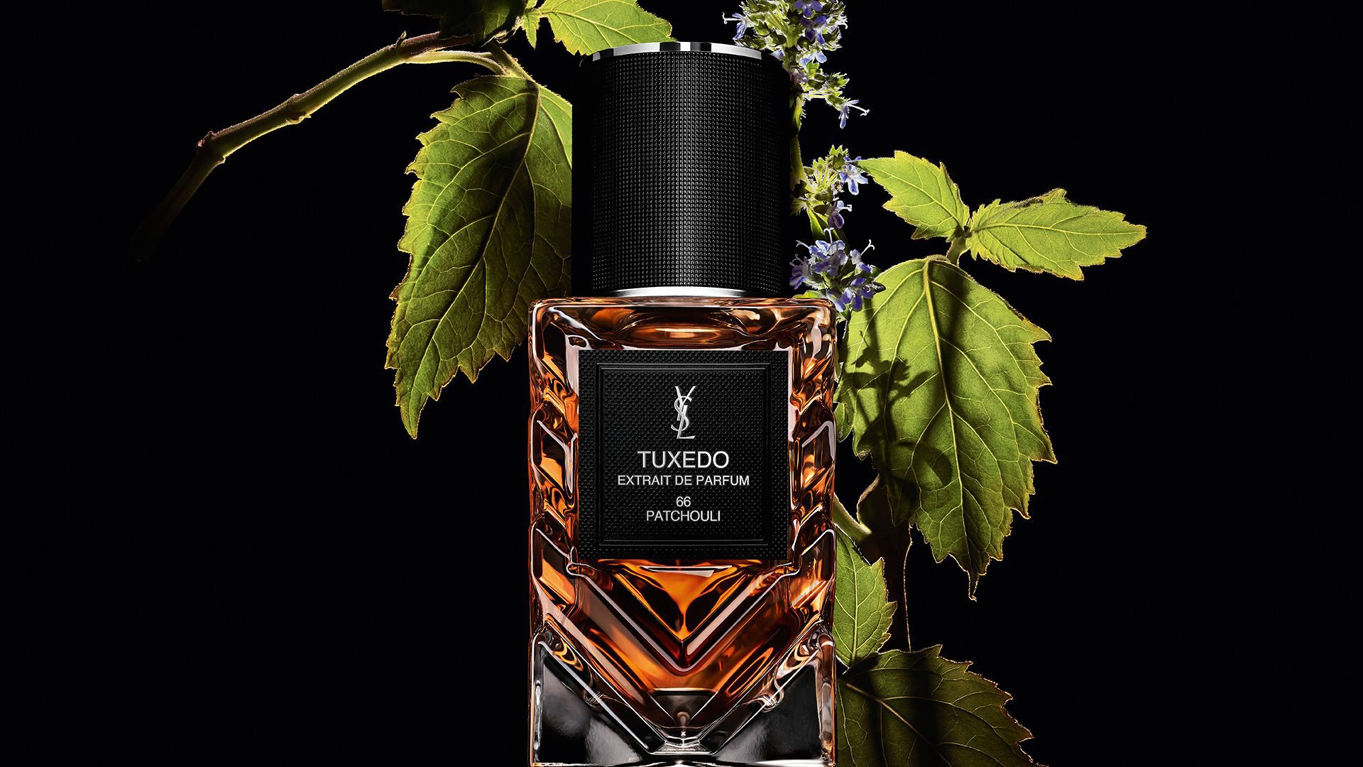 YSL LVDP Tuxedo Extrait de Parfum Flakon, geschmückt mit lebhaften grünen Patschuli-Blättern und zarten lila Blüten.